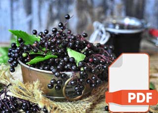 Elderberry PDF